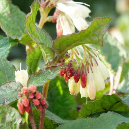 Symphytum grandiflorum – 24 Pflanzen – Ø9cm – Höhe 10-25cm – Winterharter Bodendecker für Schattenbeet, Unterpflanzung & Naturgarten