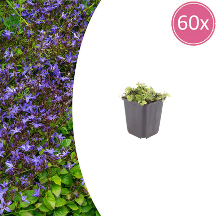 Polster – Glockenblume Campanula poscharskyana – 60 Pflanzen – 10-25cm – Ø9cm – Winterharte Bodendecker Staude – Blühpflanze für Mauer, Beet & Balkon