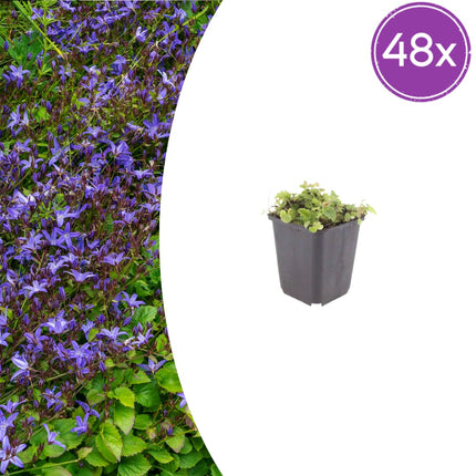 Polster – Glockenblume Campanula poscharskyana – 48 Pflanzen – 10-25cm – Ø9cm – Winterharte Bodendecker Staude – Blühpflanze für Mauer, Beet & Balkon