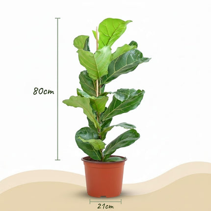 Ficus Lyrata Geigenfeige Zimmerpflanze 75-85cm 21cm Pflegeleichte Grünpflanze für Wohnzimmer Büro & Innenräume