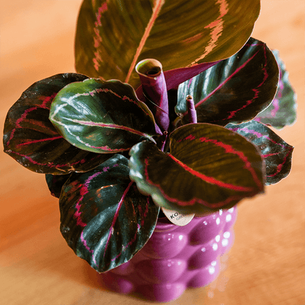 Übertopf Cotton Shine lila Ø9cm – Blumentopf mit Blasenrelief – hochglänzender Retro – Übertopf im 70er – Design