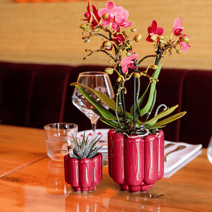 Rote Congo Orchidee im Retro Übertopf rot Ø9cm – blühende Zimmerpflanze frisch vom Züchter – glänzender 70er – Look Ziertopf mit abgerundetem Design