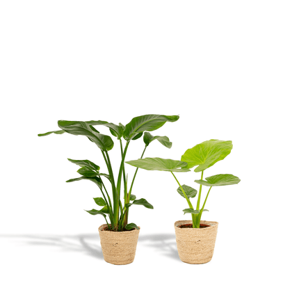 Baum – Strelitzie Strelitzia Nicolai + Alocasia Macrorrhiza + Seegras – Korb Selin – Zimmerpflanzen – Set – Ø19cm – Höhe 70-85cm