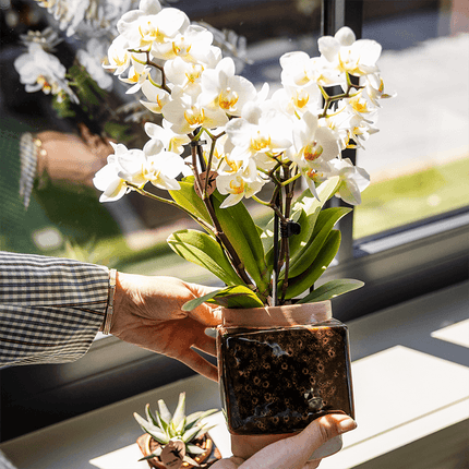 Classy Cube Ziertopf Ø9cm – Quadratischer Keramik – Blumentopf in Braun – Glänzende Oberfläche für Orchideen & Zimmerpflanzen – Übertopf mit Retro