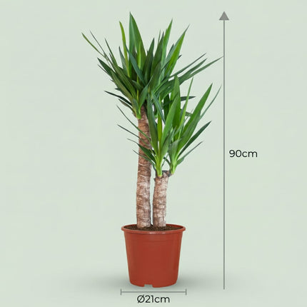 Yucca Elephantipes Palmlilie Zimmerpflanze 80-90cm 21cm Pflegeleichte Grünpflanze für Wohnzimmer Büro & Innenräume