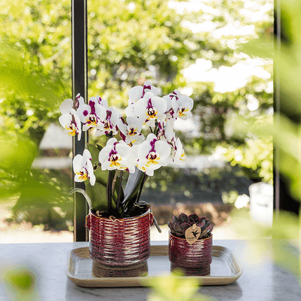Aura Pflanztopf – Ø6cm – Retro Übertopf im Bold Seventies Stil – Keramik Blumentopf mit Henkeln – Mini – Blumentopf für Orchideen & Grünpflanzen