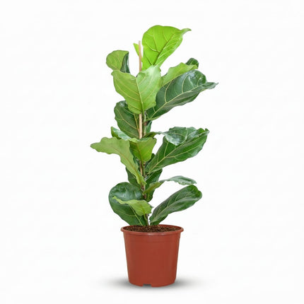 Ficus Lyrata Geigenfeige Zimmerpflanze 75-85cm 21cm Pflegeleichte Grünpflanze für Wohnzimmer Büro & Innenräume