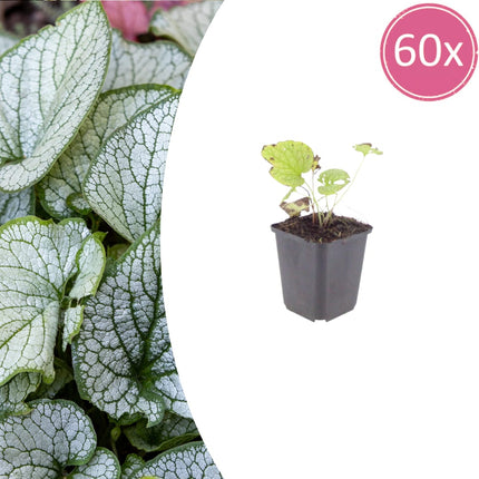 Brunnera macrophylla Jack Frost – 60 Pflanzen Kaukasusvergissmeinnicht – 10-25cm – Ø9cm – Winterharte Schattenstaude mit silbernem Zierlaub
