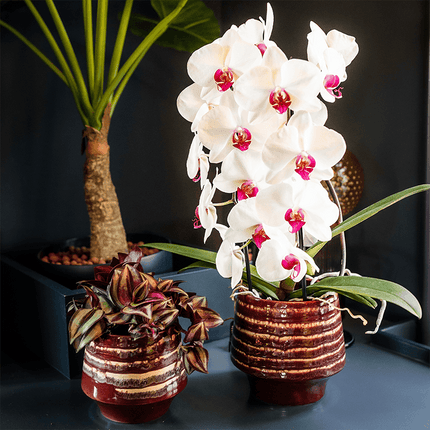 Übertopf Moonstone Burgundy Ø12cm – eleganter Keramik Blumentopf in Burgundrot – fein geschichtete Glasur mit dezentem Glanz