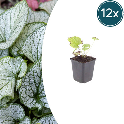 Brunnera macrophylla Jack Frost – 12 Pflanzen Kaukasusvergissmeinnicht – 10-25cm – Ø9cm – Winterharte Schattenstaude mit silbernem Zierlaub