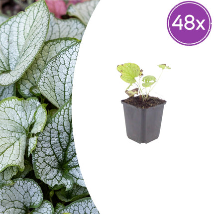 Brunnera macrophylla Jack Frost – 48 Pflanzen Kaukasusvergissmeinnicht – 10-25cm – Ø9cm – Winterharte Schattenstaude mit silbernem Zierlaub