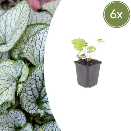 Brunnera macrophylla Jack Frost – Kaukasusvergissmeinnicht – Winterharte Staude mit silbrigem Blattwerk – Schattenpflanze für Garten & Beet