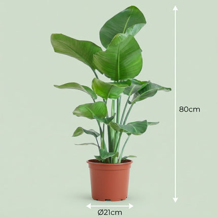 Strelitzia Nicolai Paradiesvogelblume Zimmerpflanze 80-90cm Ø19cm Pflegeleichte Großblattpflanze für Wohnzimmer Büro & Wintergarten