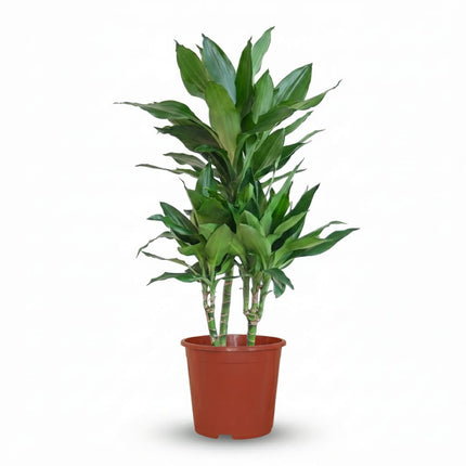 Drachenbaum Janet Craig Dracaena Zimmerpflanze 90-100cm Ø21cm Pflegeleichte Grünpflanze für Wohnzimmer Büro & Innenräume