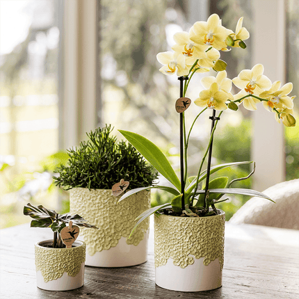 Ziertopf Bloom Green Ø9cm – Dekotopf in sanftem Grün mit Blütenrelief am Rand – kleiner Übertopf für Zimmerpflanzen, Ableger & Kräuter