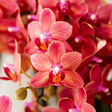 Orchideen Überraschungsbox – 2 Orchideen – 9cm – Frisch vom Züchter – Perfektes Geschenk & Pflanzen – Überraschung