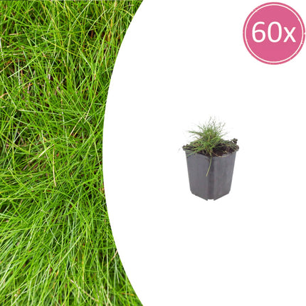 Festuca gautieri Zierschwingel – 60 Pflanzen – Ø9cm – Höhe 10-25cm – Immergrünes Ziergras – Pflegeleicht & Trockenheitsverträglich