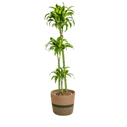 Dracaena Deremensis Dorado inkl. Naturkorb – Höhe 120-140cm – Ø24cm – Pflegeleichte & luftreinigende Zimmerpflanze