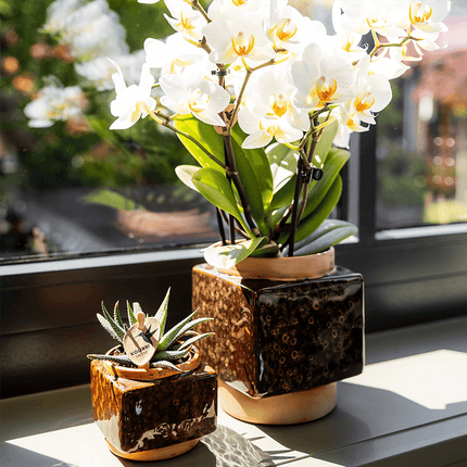 Ziertopf Classy Cube – Braun – Ø6cm – Quadratischer Keramik Blumentopf in glänzender Optik – Übertopf im Retro – Stil für Mini