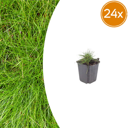 Festuca gautieri Zierschwingel – 24 Pflanzen – Ø9cm – Höhe 10-25cm – Immergrünes Ziergras
