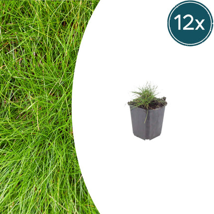 Festuca gautieri Zierschwingel – 12 Pflanzen – Ø9cm – Höhe 10-25cm – Immergrünes Ziergras