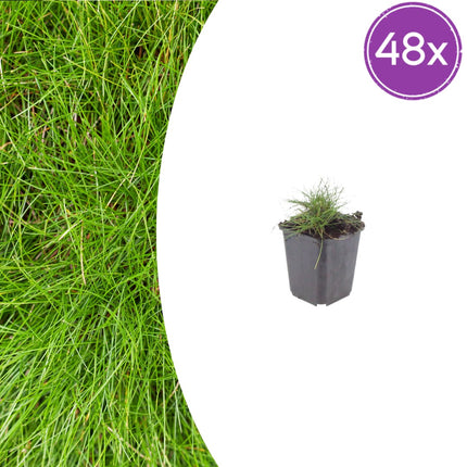 Festuca gautieri Zierschwingel – 48 Pflanzen – Ø9cm – Höhe 10-25cm – Immergrünes Ziergras – Pflegeleicht & Trockenheitsverträglich