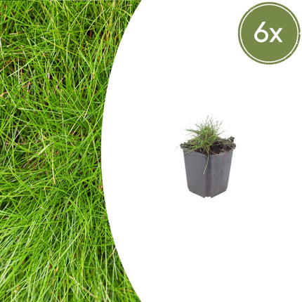 Festuca gautieri Zierschwingel – 6 Pflanzen – Ø9cm – Höhe 10-25cm – Immergrünes Ziergras