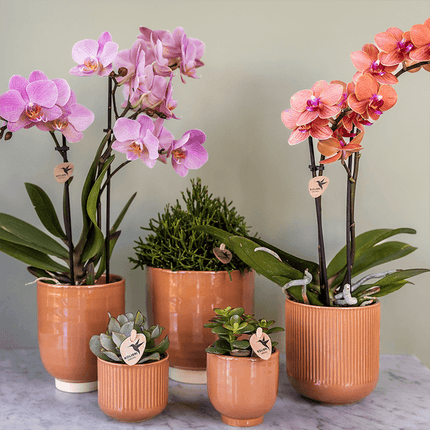 Phalaenopsis Orchideen Treviso – 2 Pflanzen – altrosa Blüten – Ø9cm – Blühende Zimmerpflanzen – Frisch vom Züchter – Elegante Deko & Geschenkidee