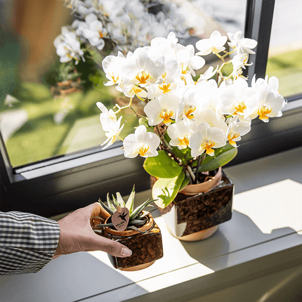Ziertopf Classy Cube – Braun – Ø6cm – Quadratischer Keramik Blumentopf in glänzender Optik – Übertopf im Retro – Stil für Mini
