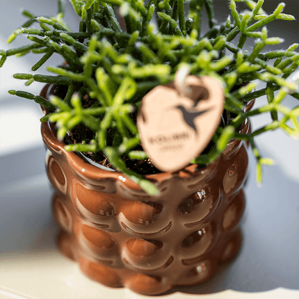 Übertopf Cotton Shine Braun Ø6cm – Mini Blumentopf mit Blasenrelief – hochglänzender Retro – Übertopf im 70er – Design – Zimmerpflanzen