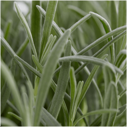 Echter Lavendel – Lavandula angustifolia – Ø7cm x H15cm – 24 Pflanzen – Duftend & pflegeleicht – Für Balkon, Terrasse & Beet – Mediterrane Schönheit