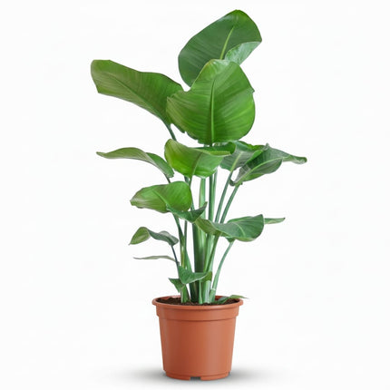Strelitzia Nicolai Paradiesvogelblume Zimmerpflanze 80-90cm Ø19cm Pflegeleichte Großblattpflanze für Wohnzimmer Büro & Wintergarten