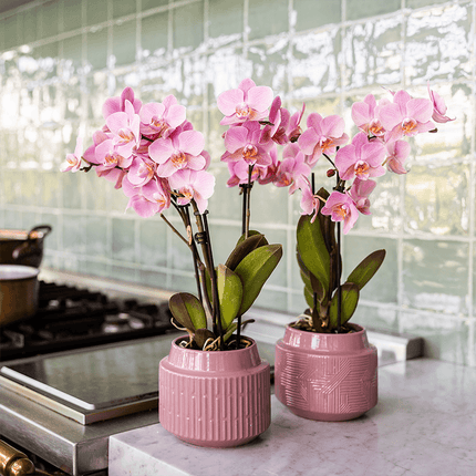 Orchideen Überraschungsbox – 2 Orchideen – 9cm – Frisch vom Züchter – Perfektes Geschenk & Pflanzen – Überraschung