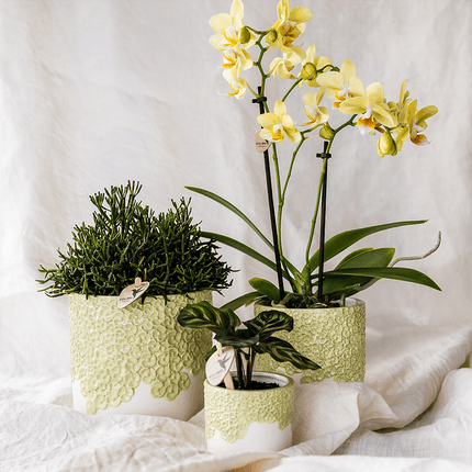 Ziertopf Bloom Green – Dekorativer Blumentopf Ø6cm – Mini Übertopf mit Blütenstruktur – Moderner Pflanztopf in Grün für Sukkulenten Kakteen & Deko