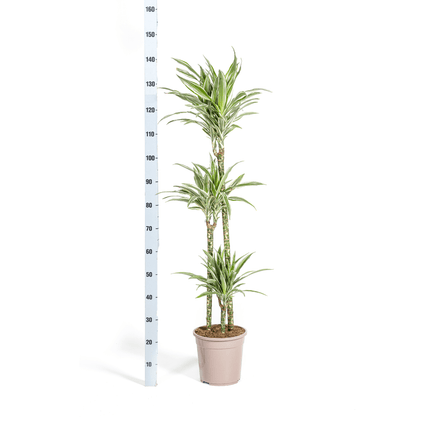 Dracaena Deremensis White Stripe inkl. Naturkorb – Höhe 130-150cm – Ø24cm – Elegante Zimmerpflanze mit zweifarbigem Laub