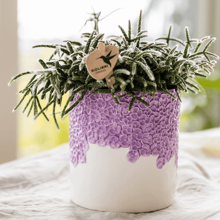 Ziertopf Bloom Lila – Dekorativer Blumentopf Ø6cm – Mini Übertopf mit Blütenstruktur – Eleganter Pflanztopf in Violett für Sukkulenten Kakteen & Deko