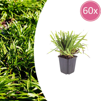 Luzula sylvatica Wald – Hainsimse – 60 Pflanzen Ø9cm – Höhe10-25cm – Immergrüner Bodendecker für Schatten & Unterpflanzung – Winterhart pflegeleicht