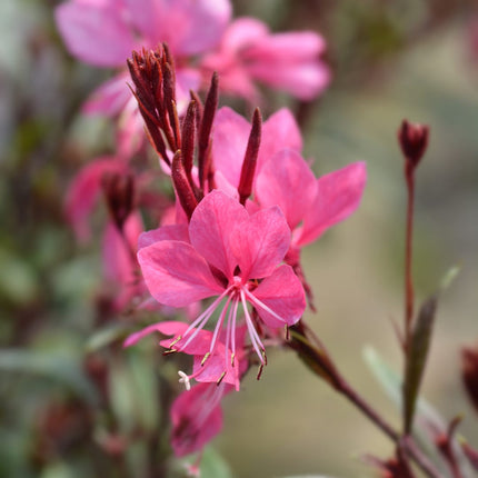 Gaura lindheimeri Siskiyou Pink – 48 Pflanzen – Ø9cm – Höhe 10-25cm – Prachtkerze – Kräftig rosafarbene Blüten – Für Beet, Präriegarten & Kübel