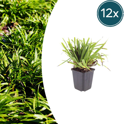 Luzula sylvatica Wald – Hainsimse – 12 Pflanzen Ø9cm – Höhe10-25cm – Immergrüner Bodendecker für Schatten & Unterpflanzung – Winterhart pflegeleicht