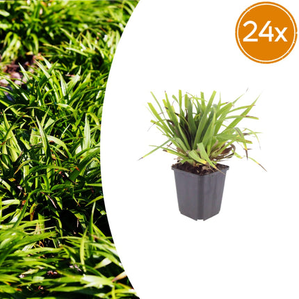 Luzula sylvatica Wald – Hainsimse – 24 Pflanzen Ø9cm – Höhe10-25cm – Immergrüner Bodendecker für Schatten & Unterpflanzung – Winterhart pflegeleicht