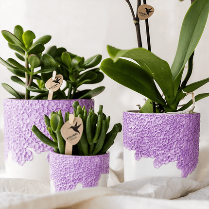 Violette Vienna Orchidee im Bloom Übertopf Ø9cm – blühende Zimmerpflanze frisch vom Züchter – kompakte Orchidee mit 2-3 kräftigen Stielen