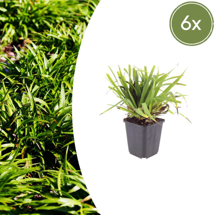 Luzula sylvatica Wald – Hainsimse – 6 Pflanzen Ø9cm – Höhe10-25cm – Immergrüner Bodendecker für Schatten & Unterpflanzung – Winterhart pflegeleicht