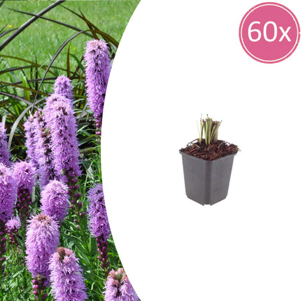 Liatris spicata Prachtscharte – 60 Pflanzen – Ø9cm – Höhe 10-25cm