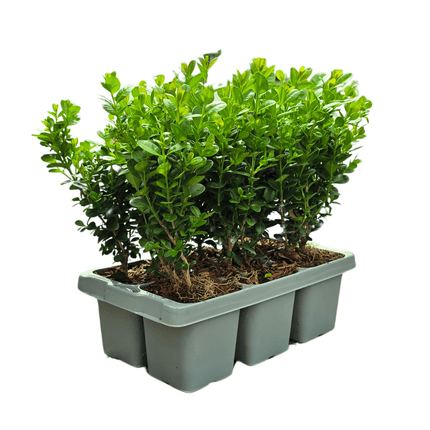 Buchsbaum – Buxus NewGen Freedom – 72 Pflanzen – Ø7cm – ca. 15cm hoch – winterhart & pilzresistent – ideal für große Hecken & Formschnitt