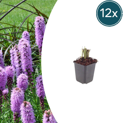 Liatris spicata – 12 Pflanzen – Ø9cm – Höhe 10-25cm – Winterharte Staude – Violettrosa Blütenähren – Bienen