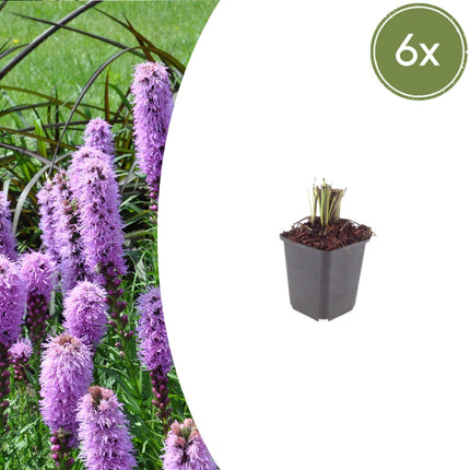 Liatris spicata – 6 Pflanzen – Ø9cm – Höhe 10-25cm – Winterharte Staude – Violettrosa Blütenähren – Bienen