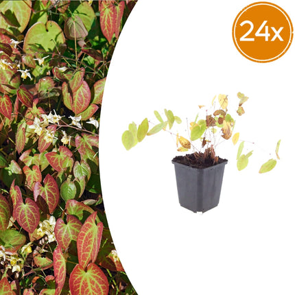 Elfenblume Epimedium × youngianum ‘Niveum’ – 24 Pflanzen – 10-25cm – Ø9cm – Weiße Schattenstaude – Winterharter Bodendecker für Garten & Gehölzrand