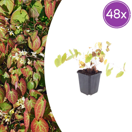 Elfenblume Epimedium × youngianum ‘Niveum’ – 48 Pflanzen – Weiß blühender Bodendecker – 10-25cm – Ø9cm – Schattenstaude für Beet & Unterpflanzung