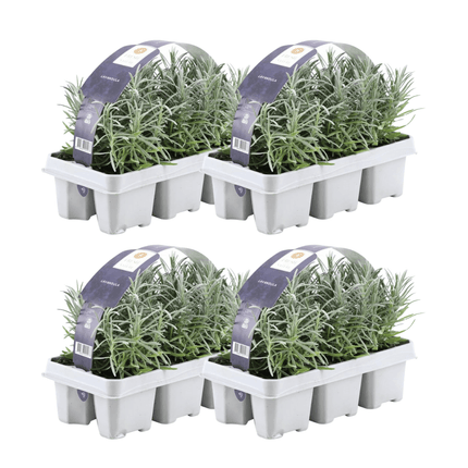 Echter Lavendel – Lavandula angustifolia – Ø7cm x H15cm – 24 Pflanzen – Duftend & pflegeleicht – Für Balkon, Terrasse & Beet – Mediterrane Schönheit