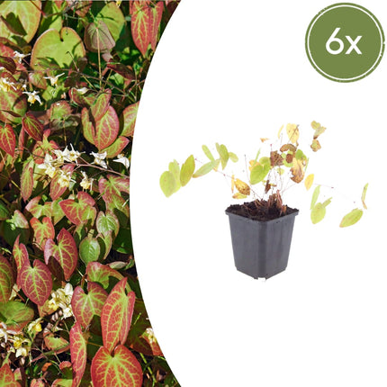 Elfenblume Epimedium × youngianum ‘Niveum’ – 6 Pflanzen – 10-25cm – Ø9cm – Weiße Schattenstaude – Winterharter Bodendecker für Garten & Gehölzrand